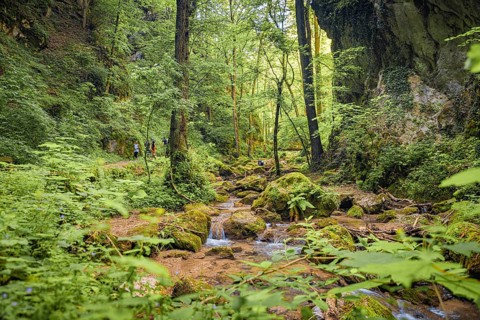 Stream