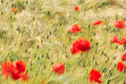 Corn poppy blossom