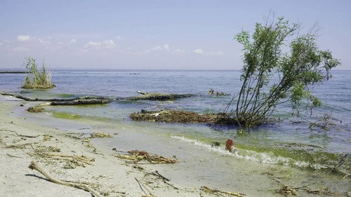 Trees with floating debris has reached Black Sea coastal zone in Odessa