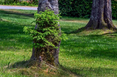 A young fir tree