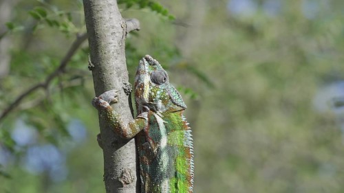 Green chameleon going up tree trunk on sunny day. Panther chameleon