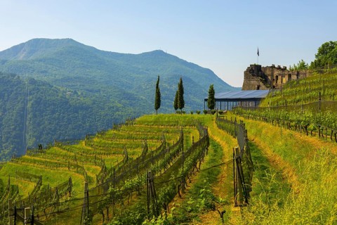 Castle and Vineyard with Mountain View in a Sunny Summer Day in Morcote