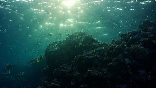 Silhouettes of tropical fish swims next to coral reef on surface water and setting sun background