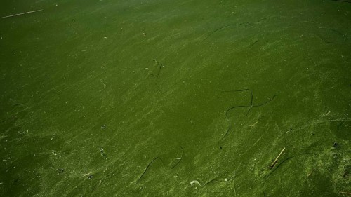 In Black Sea Blue-green algae blooms