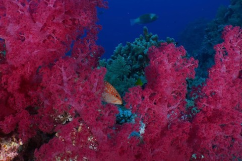 Klunzinger's tree coral