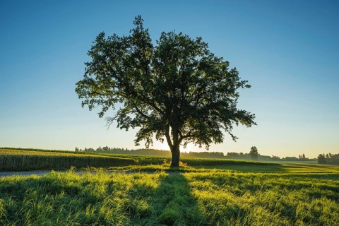 Old English oak