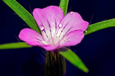 Water droplets on a common corncockle