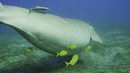 Dugong floats away. Sea Cow