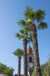Ronco sopra Ascona and Church Bell Tower and Palm Tree in Ticino