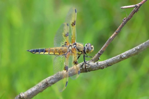 Four-spotted chaser