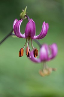Martagon lily