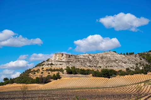 Wine landscape in the Ribera del Duero appellation of origin area in the province of Valladolid in Spain