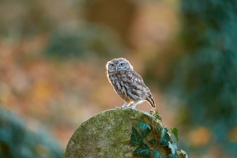 Little Owl