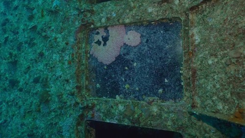 Sea animals growing on window glass of cabin of ferry Salem Express shipwreck