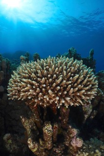 Low staghorn coral