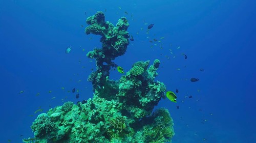 Silhouette of coral formation of an unusual bizarre shape on seabed
