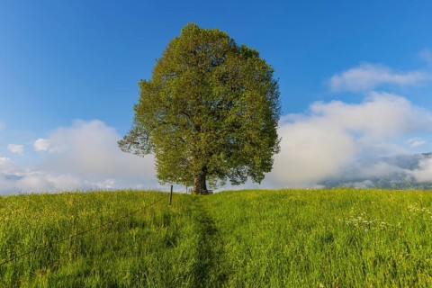 Peace lime tree