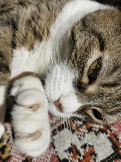 Cat claws on a colored carpet