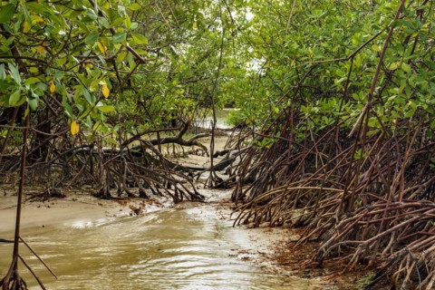 Dense mangrove vegetation where the river meets the sea at Sargi beach in Serra Grande on the south coast of Bahia