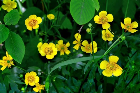 Ranunculus auricomus