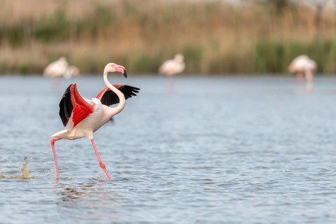 Greater flamingos