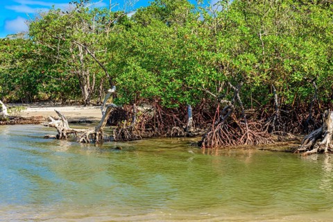 Mangrove with its trees and roots sprouting from the waters where the river meets the sea in Serra Grande