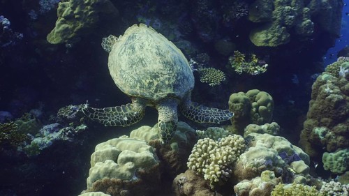 Top view of Hawksbill Sea Turtle