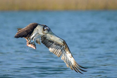 Western osprey