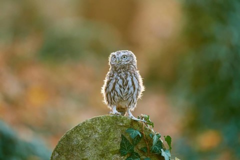 Little Owl