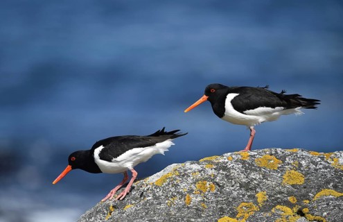 Eurasian oystercatcher