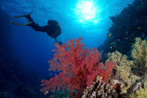 Hemprich's tree coral
