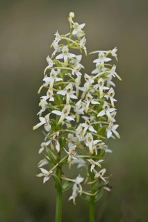 Lesser butterfly-orchid