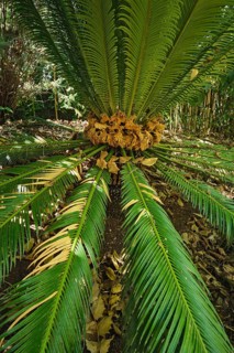 Fern palm sago palm Cycas revoluta leaves close up shot in sun. Cycas or cycad palm leaves green pattern