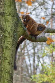 Red-bellied lemur