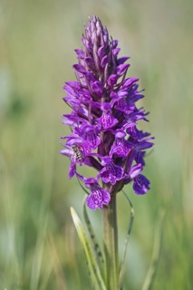 Southern marsh orchid