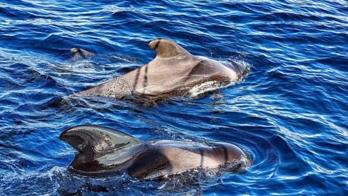 Pilot whale