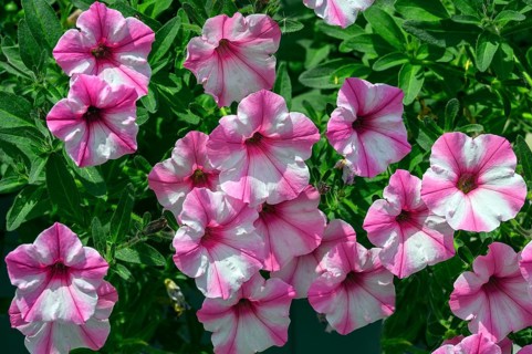 Petunias