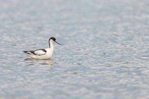 Pied Avocet
