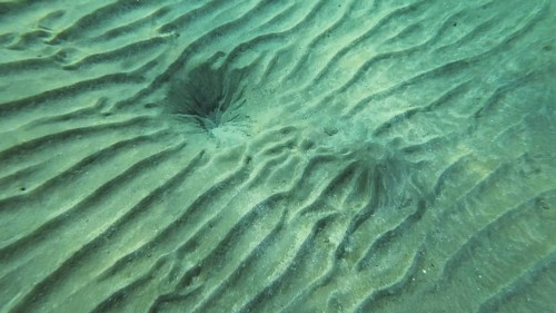 Sandy bottom covered with sand hills