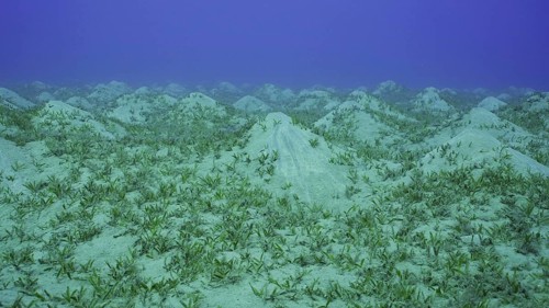 Seagrass bed on hilly sand bottom. Seabed sandy hills covered with Smooth ribbon seagrass