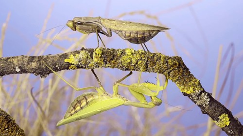 Large female praying mantis goes under tree branch on which another female sits and looks at her. Transcaucasian tree mantis