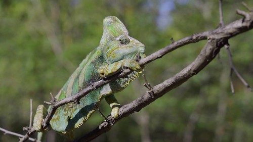 Disgruntled elderly chameleon lies on thorny branch of tree. Veiled chameleon