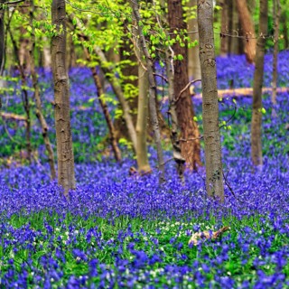 Common bluebell