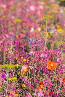 Flowering marginal strips next to agricultural monocultures