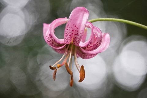 Martagon lily