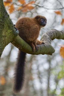 Red-bellied lemur
