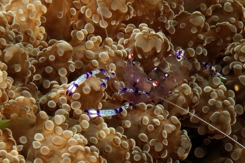 Holthuis shrimp