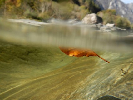 Red Leaf Floating Underwater