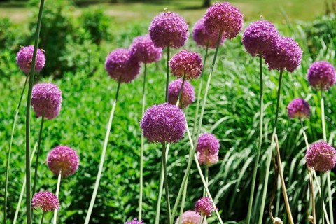Ornamental garlic