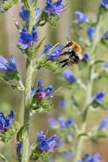 Bumblebee
